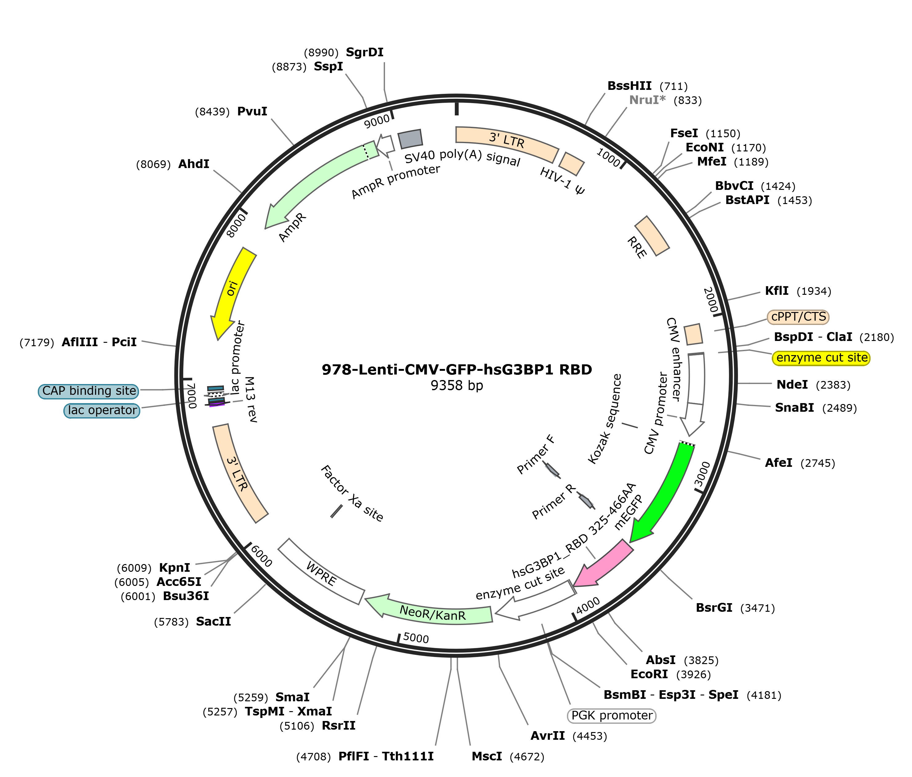Lenti-mEGFP-hsG3BP1 RBD载体图谱.png